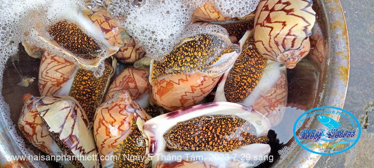 Oc Giac Phan Thiet Oc Giac Phan Thiet