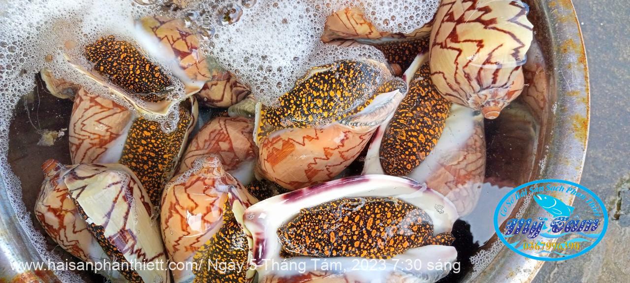 Oc Giac Phan Thiet Oc Giac Phan Thiet