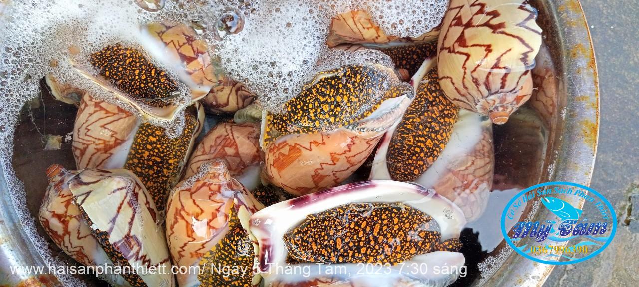 Oc Giac Phan Thiet Oc Giac Phan Thiet