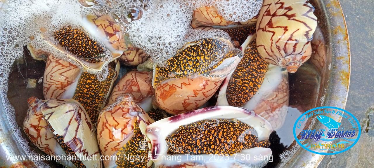 Oc Giac Phan Thiet Oc Giac Phan Thiet