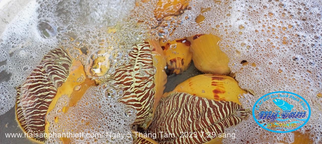 Oc Giac Vang Phan Thiet Oc Giac Vang Phan Thiet