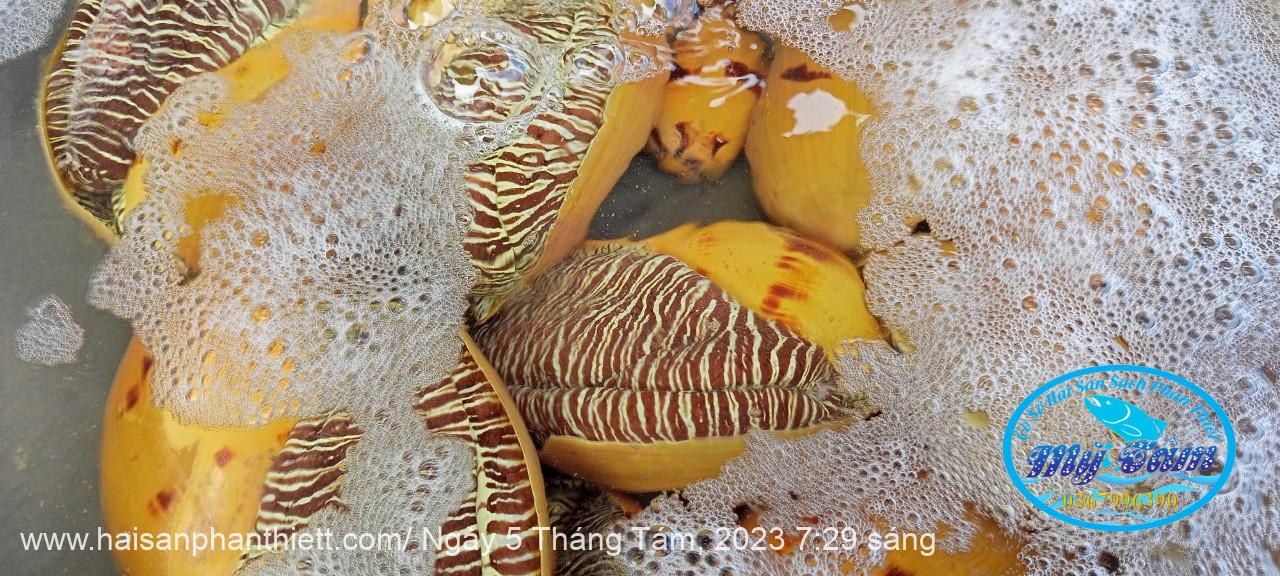 Oc Giac Vang Phan Thiet Oc Giac Vang Phan Thiet