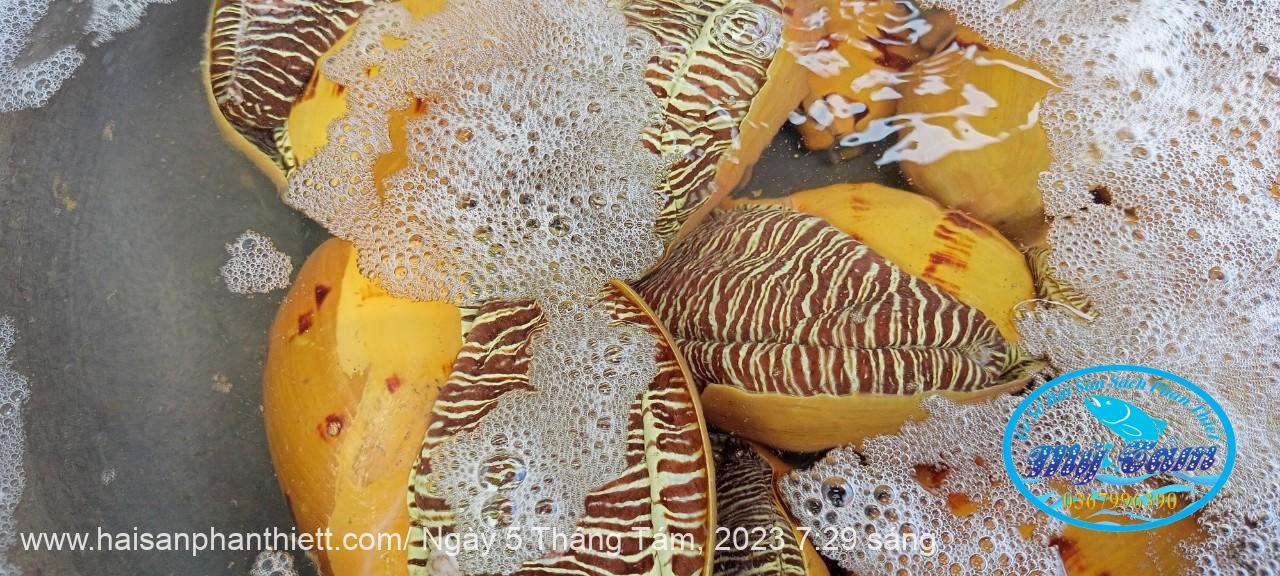 Oc Giac Vang Phan Thiet Oc Giac Vang Phan Thiet