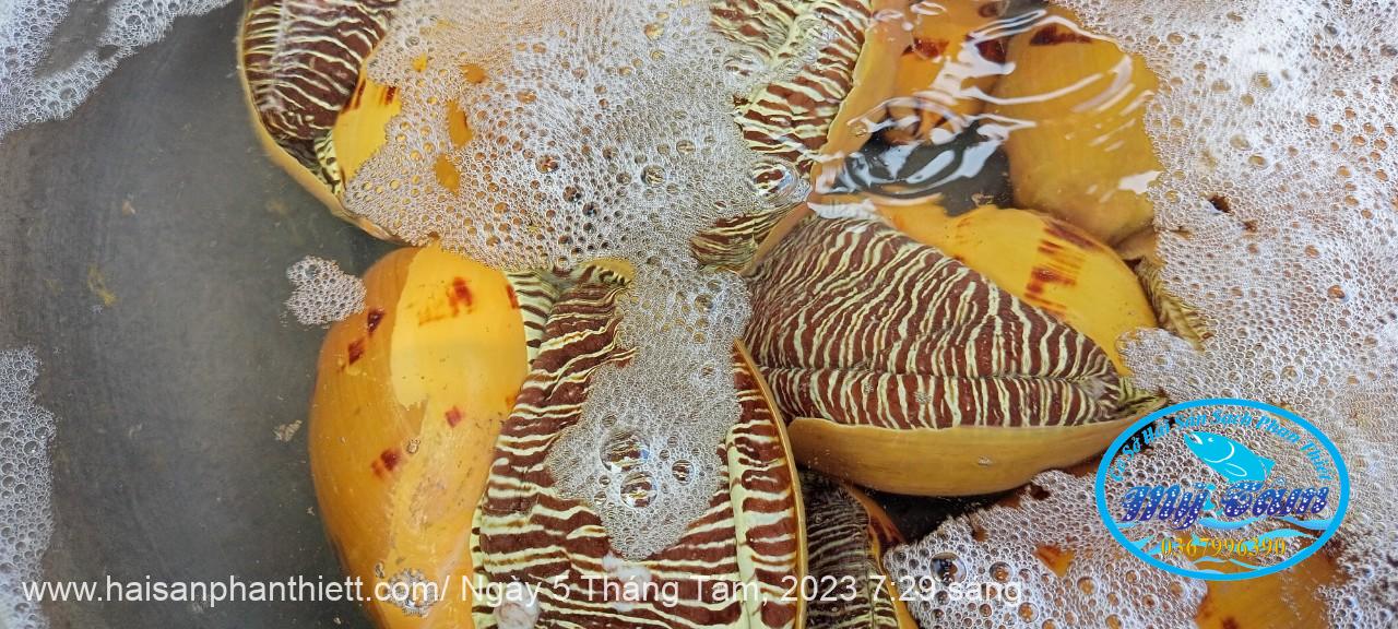 Oc Giac Vang Phan Thiet Oc Giac Vang Phan Thiet