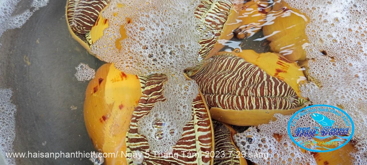 Oc Giac Vang Phan Thiet Oc Giac Vang Phan Thiet