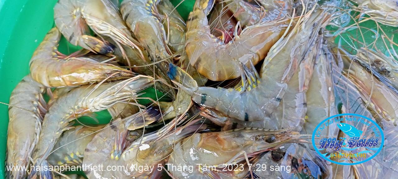Tom Su Phan Thiet Tom Su Phan Thiet