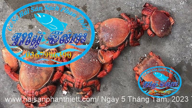 Cua Huynh De Cua Huynh De