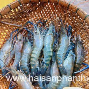 Tom Cang Xanh My Tam Phan Thiet (1)