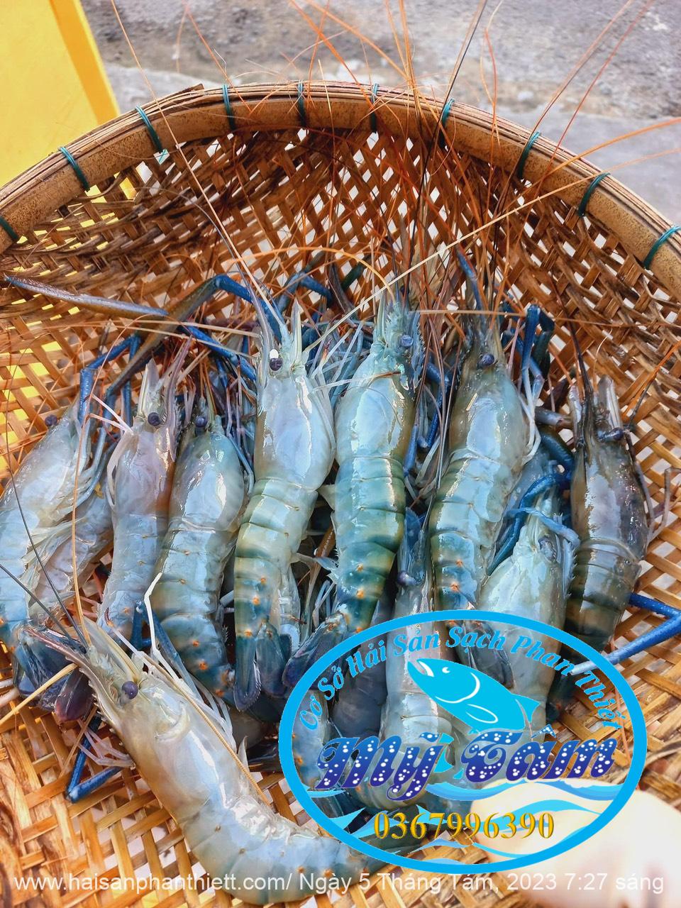 Tom Cang Xanh My Tam Phan Thiet (1) Tom Cang Xanh My Tam Phan Thiet (1)