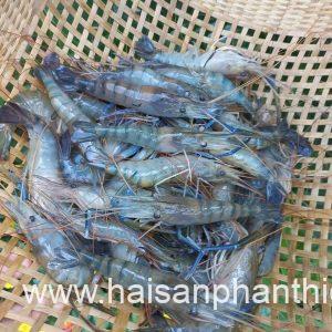 Tom Cang Xanh My Tam Phan Thiet (3)