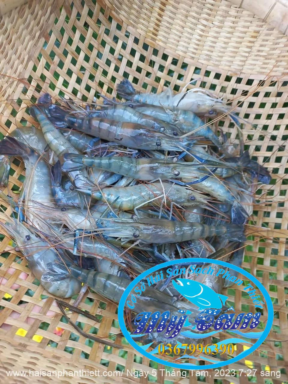 Tom Cang Xanh My Tam Phan Thiet (3) Tom Cang Xanh My Tam Phan Thiet (3)