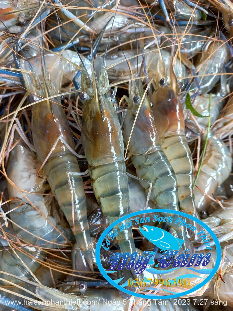 Tom Cang Xanh My Tam Phan Thiet (4) Tom Cang Xanh My Tam Phan Thiet (4)