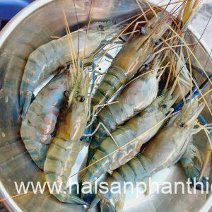 Tom Cang Xanh My Tam Phan Thiet (5)