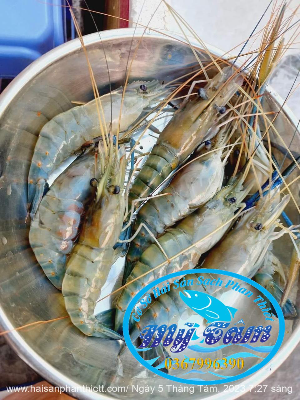 Tom Cang Xanh My Tam Phan Thiet (5) Tom Cang Xanh My Tam Phan Thiet (5)