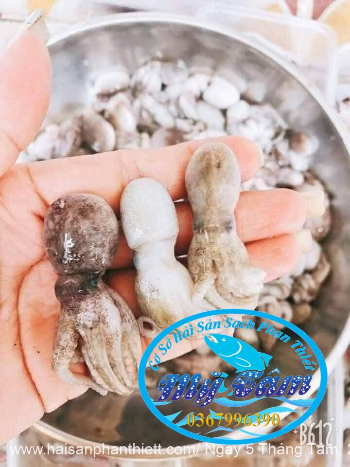 Bach Tuoc Hap (1) Bach Tuoc Hap (1)