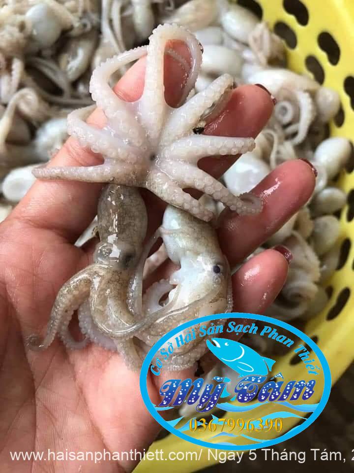 Bach Tuoc Hap (2) Bach Tuoc Hap (2)